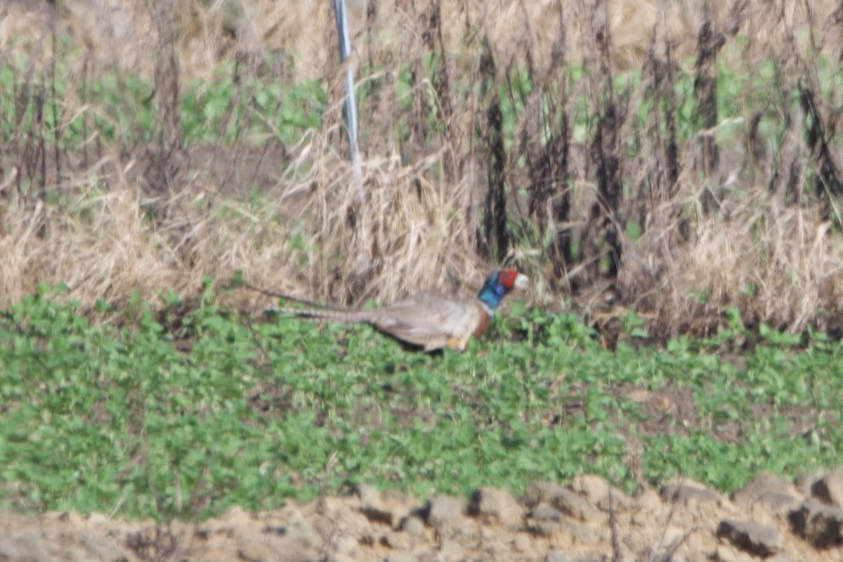 Ring-necked Pheasant - ML622128541