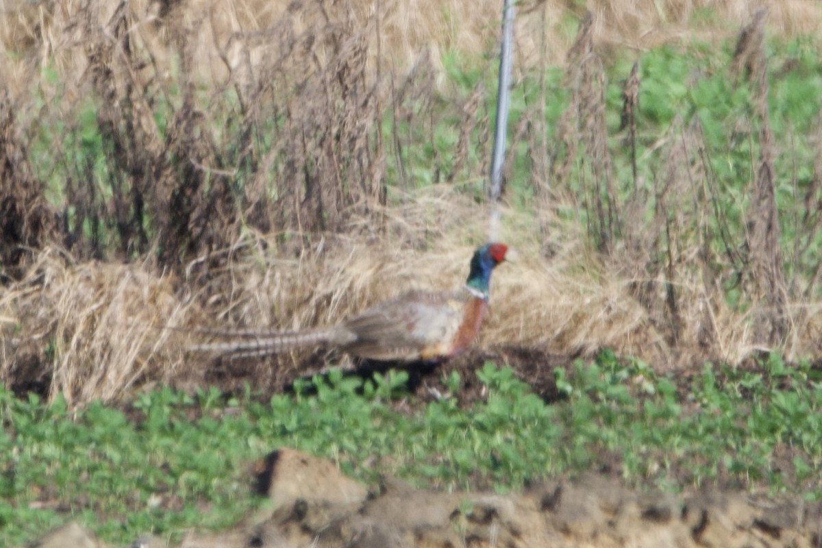 Ring-necked Pheasant - ML622128542