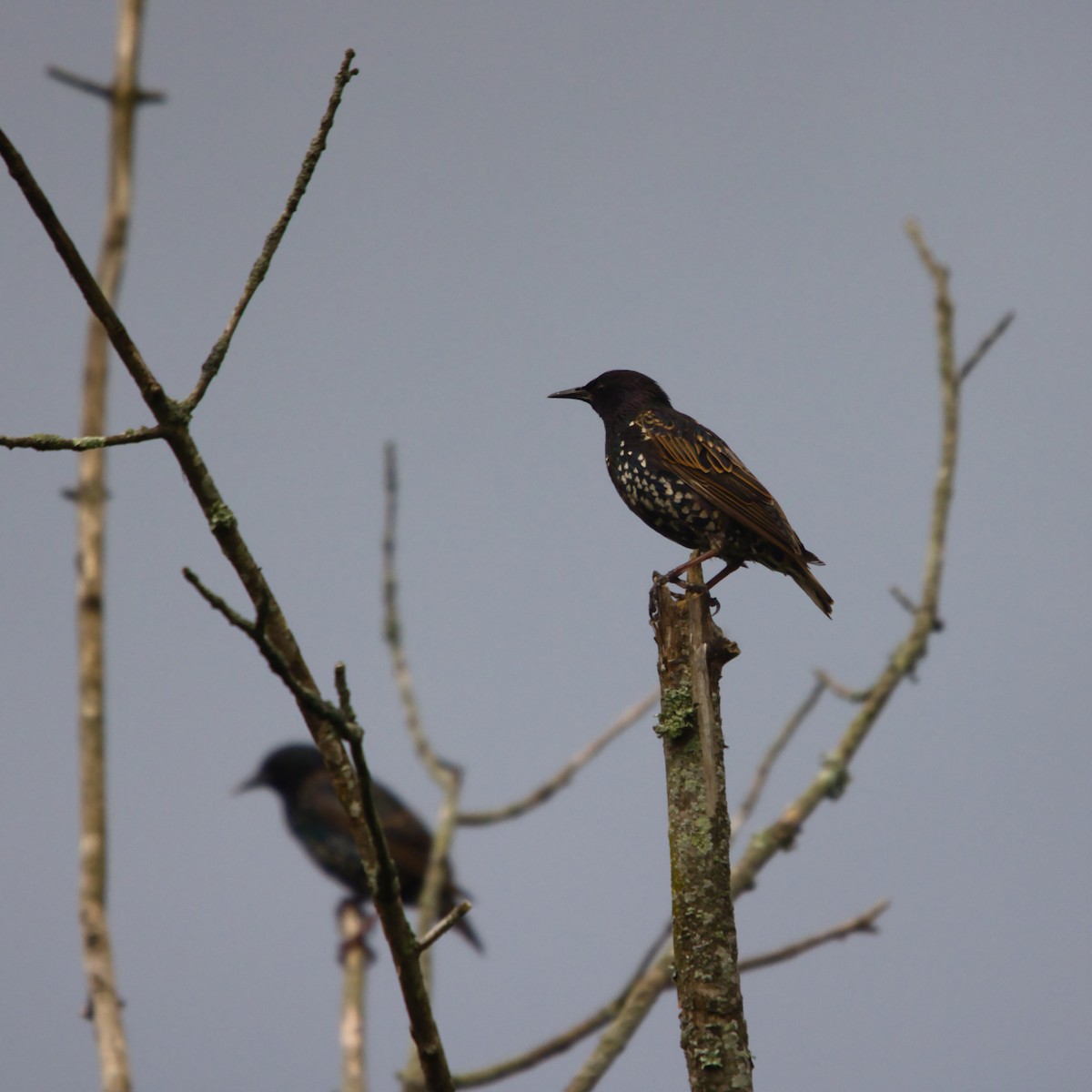 European Starling - ML622128546