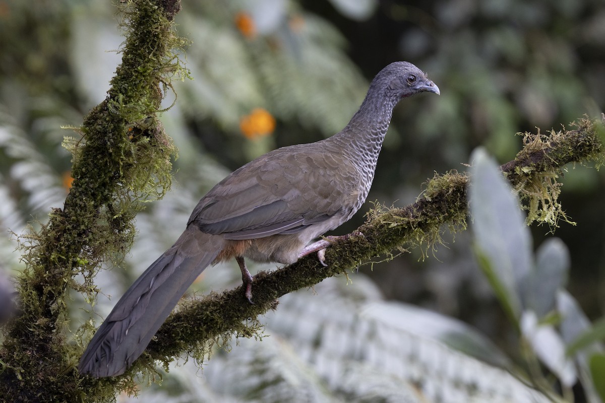 Colombian Chachalaca - ML622128547