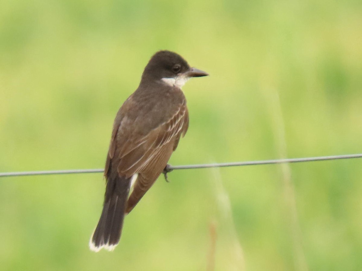 Eastern Kingbird - ML622128550