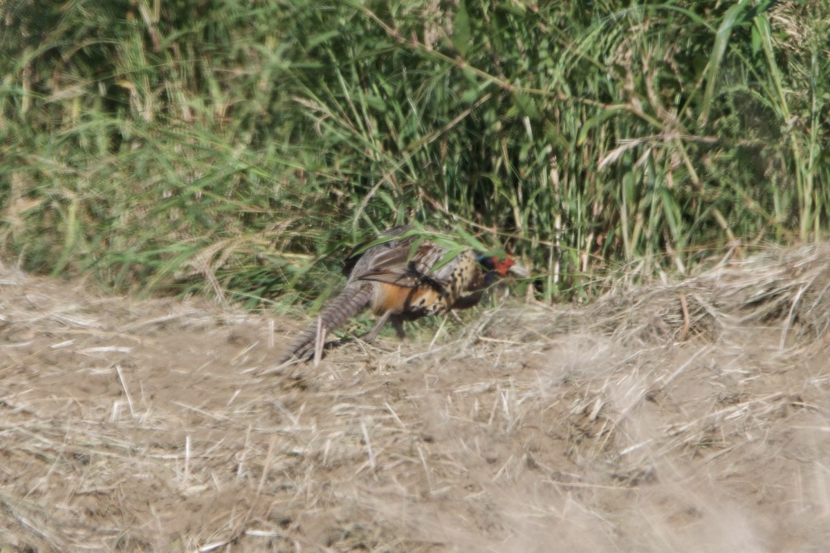 Ring-necked Pheasant - ML622128551