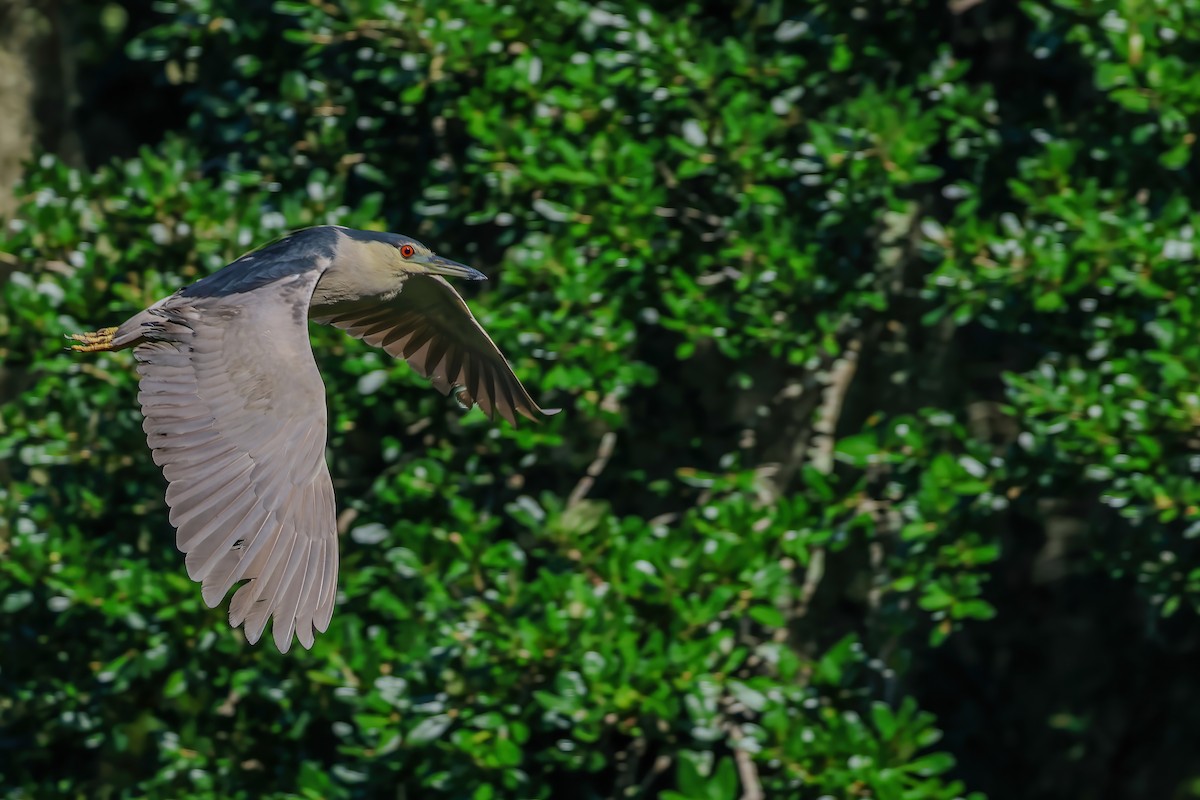 Black-crowned Night Heron - ML622128630