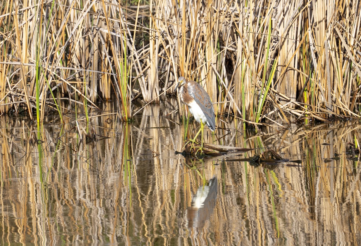 Tricolored Heron - ML622128633