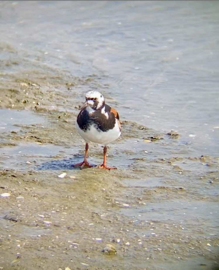 Ruddy Turnstone - ML622128667