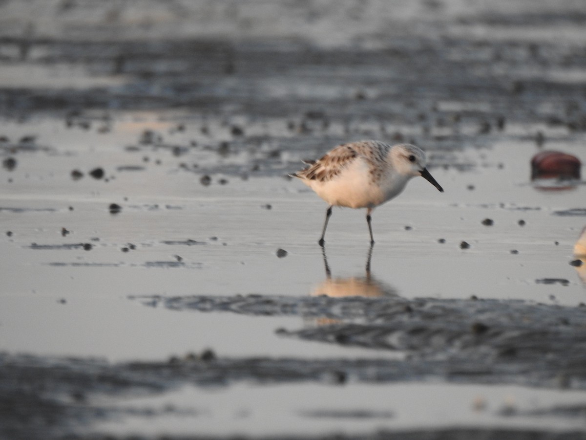 Sanderling - ML622128671