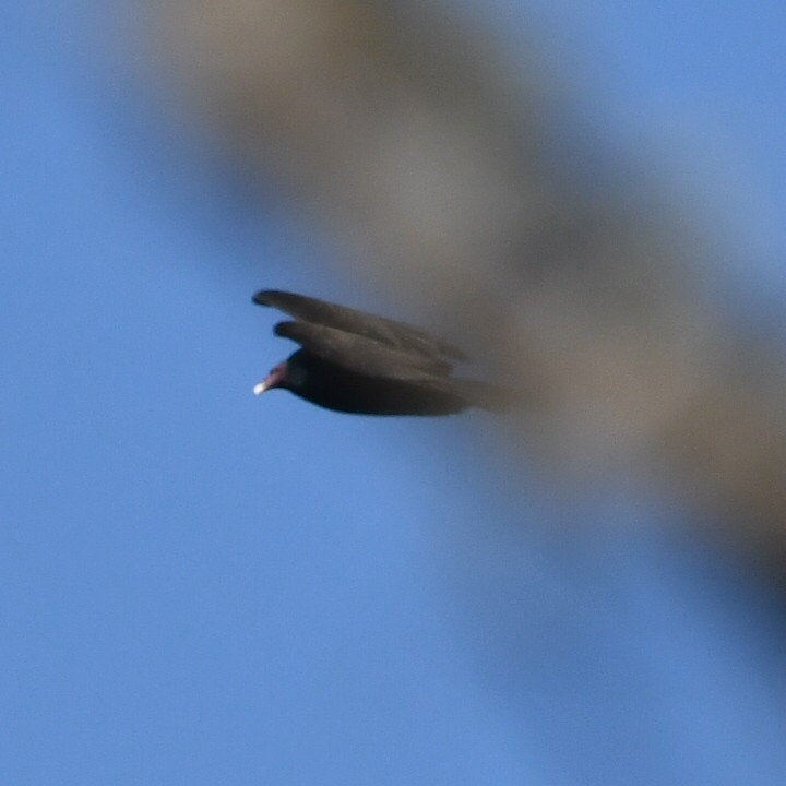 Turkey Vulture - ML622128684