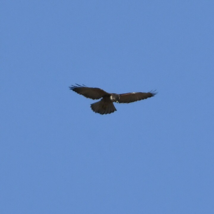 Variable Hawk - ML622128700