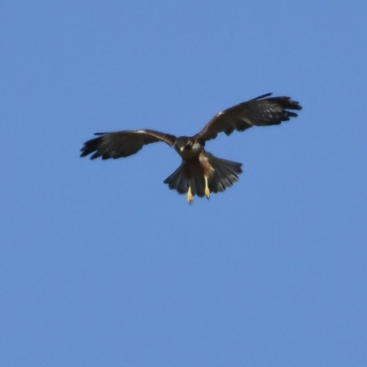 Variable Hawk - ML622128711