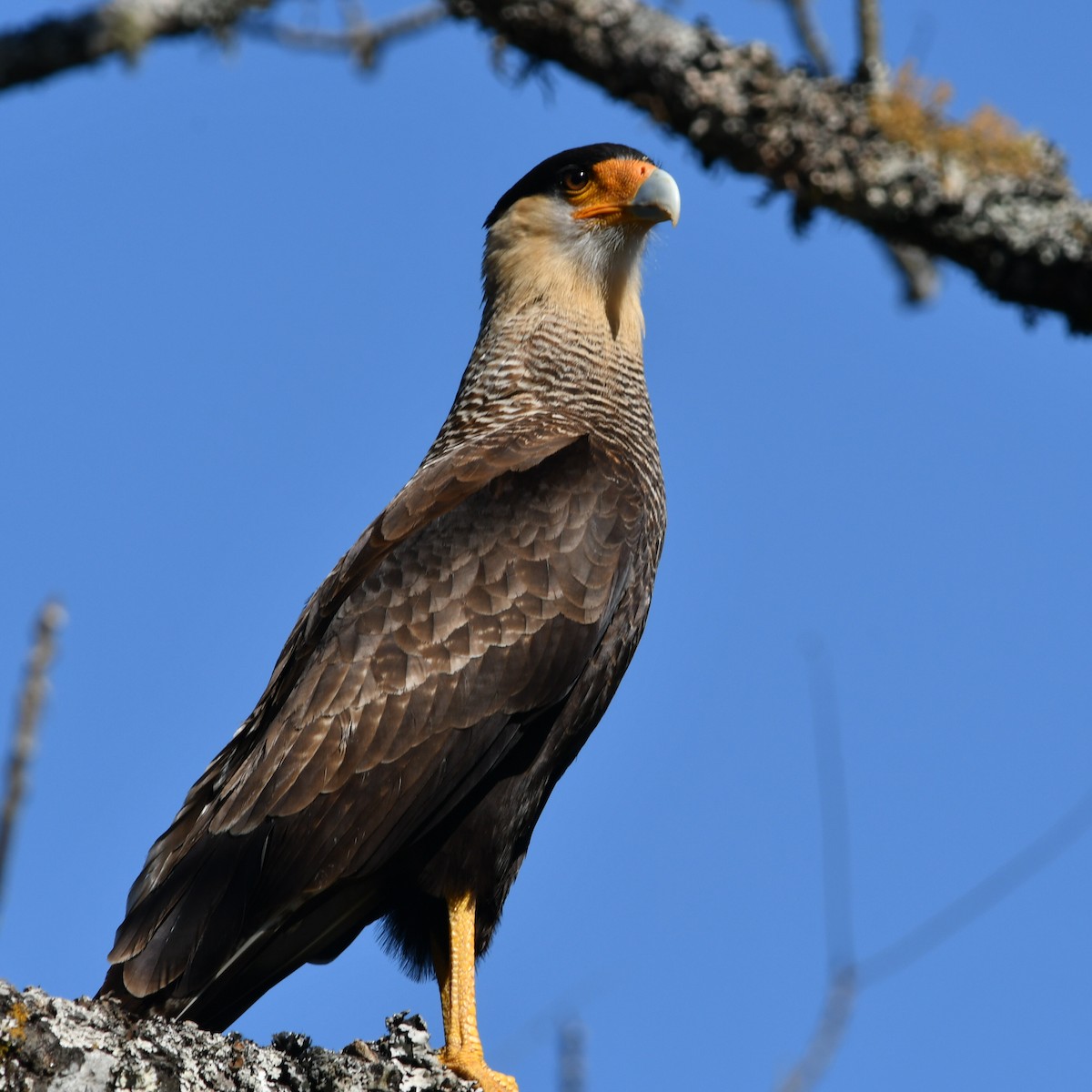 Crested Caracara - ML622128740