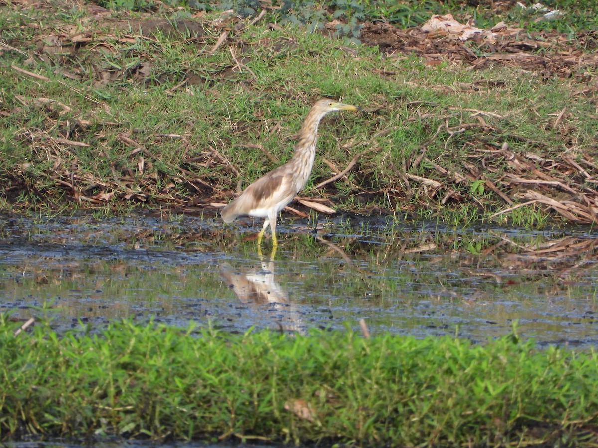 インドアカガシラサギ - ML622128760