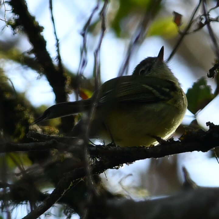 Mottle-cheeked Tyrannulet - ML622128761