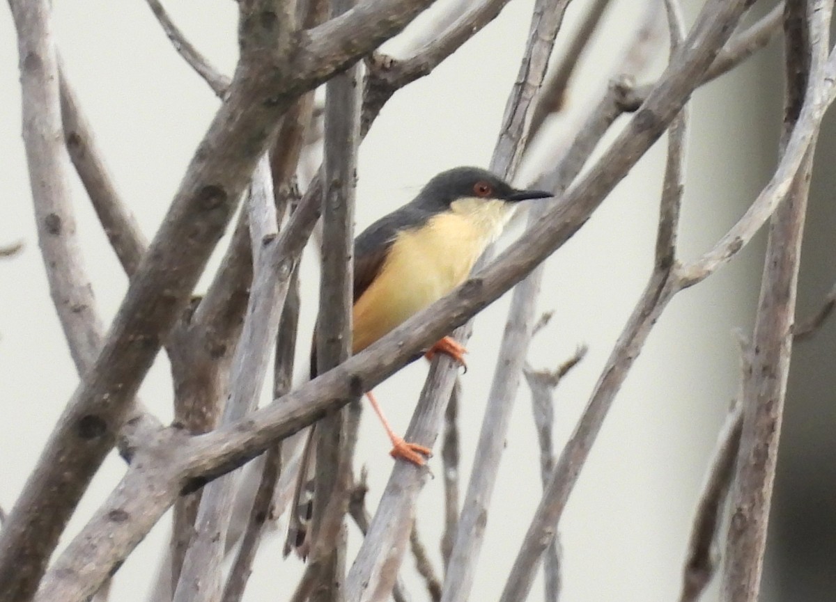 Ashy Prinia - Manju Sinha