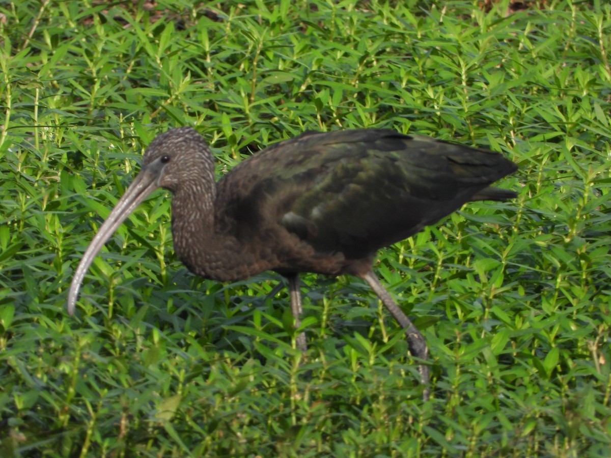 Glossy Ibis - VASEN SULI