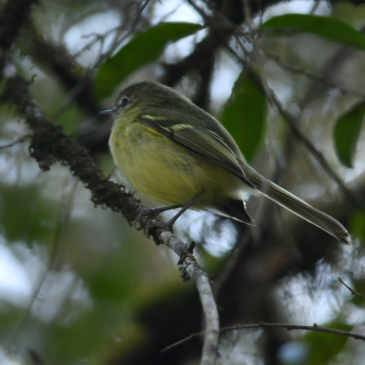 Mottle-cheeked Tyrannulet - ML622128767