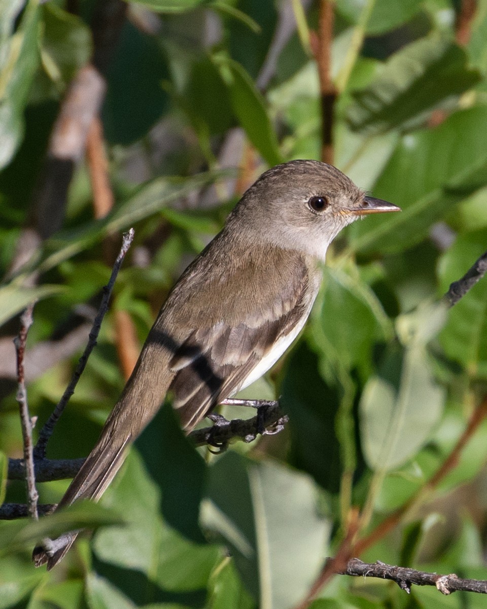 Willow Flycatcher - Don Marsh