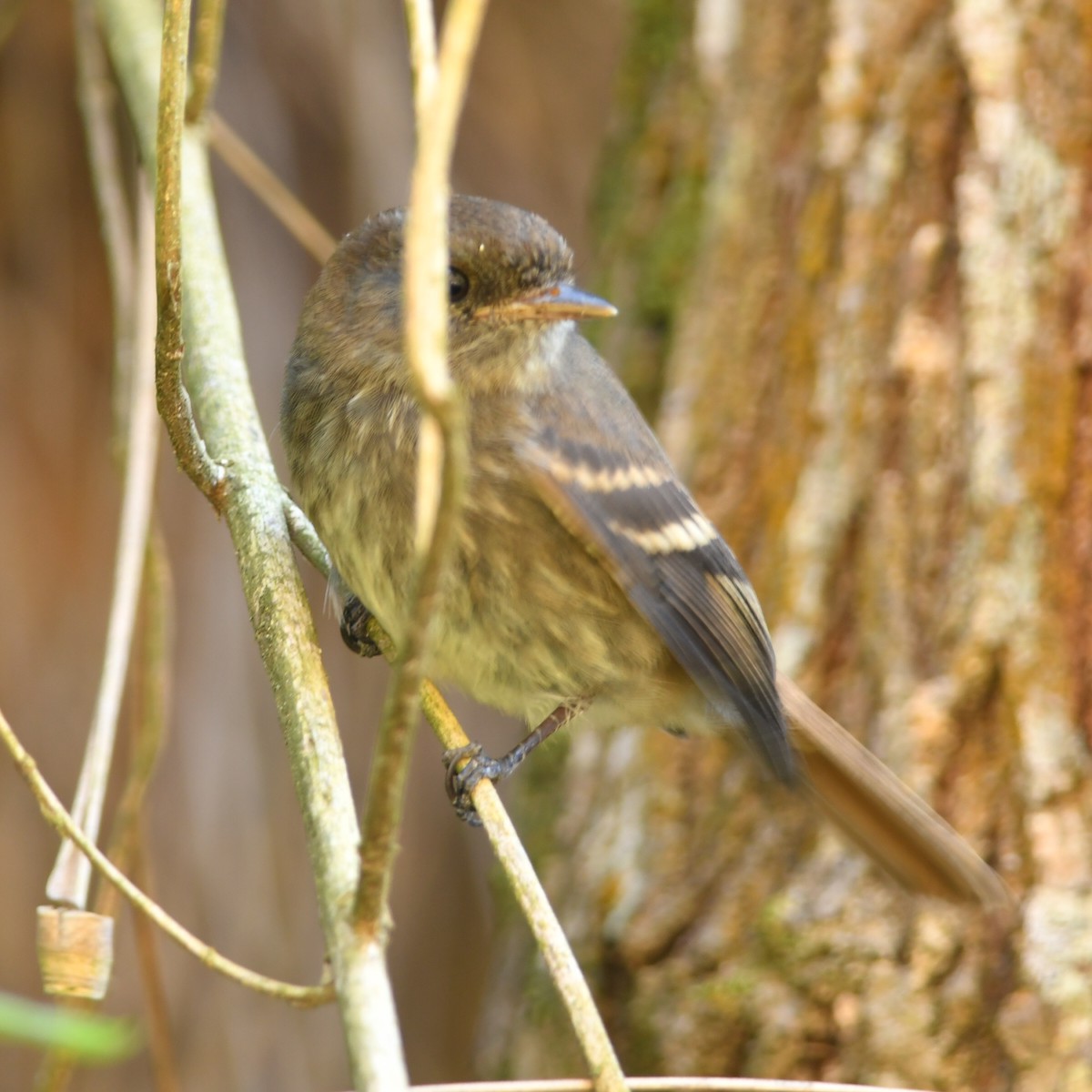 Plumbeous Black-Tyrant - ML622128771