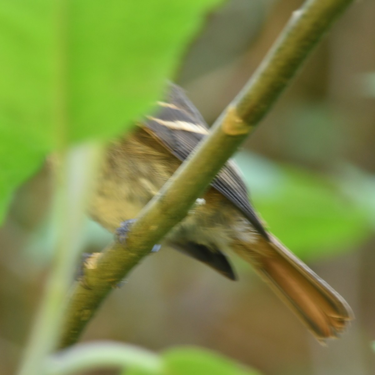 Plumbeous Black-Tyrant - ML622128779