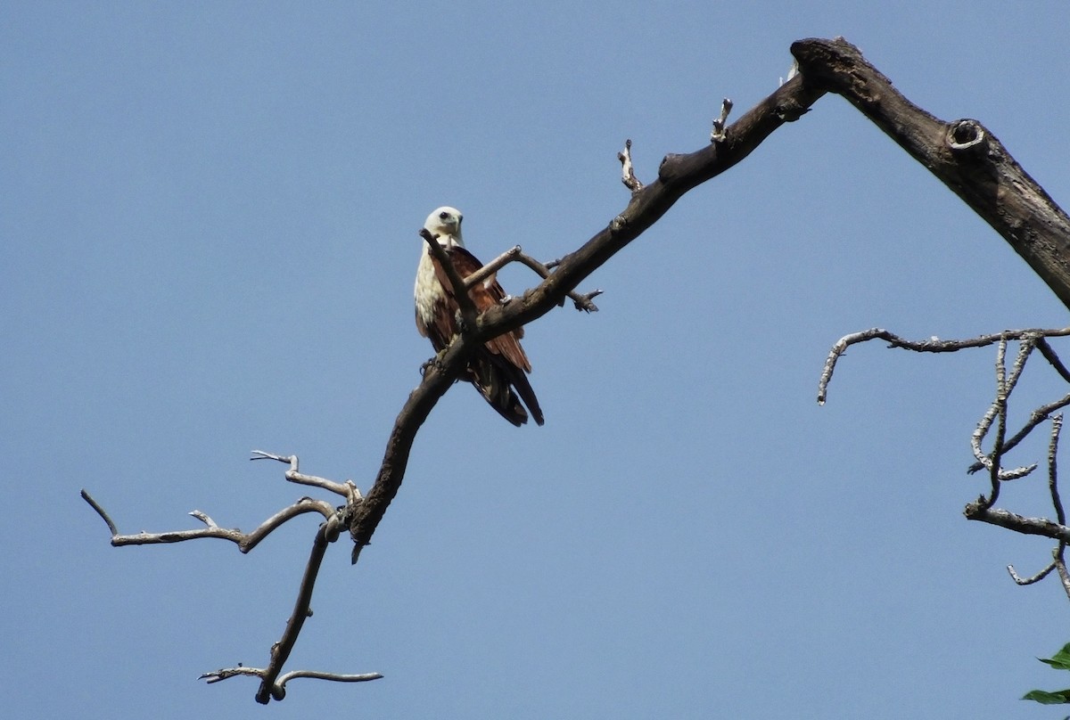 Brahminy Kite - ML622128782