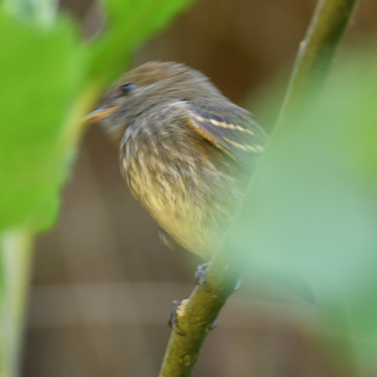 Plumbeous Black-Tyrant - ML622128787