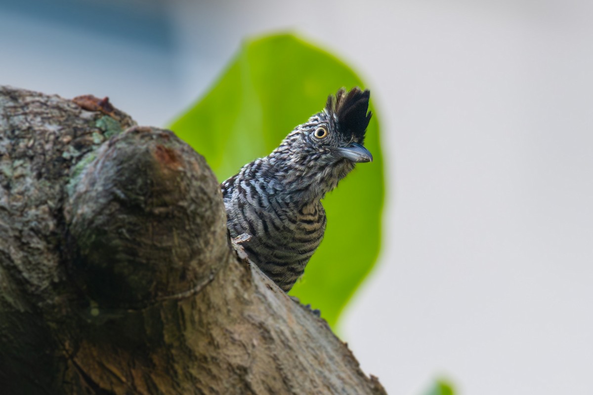 Barred Antshrike - ML622128789