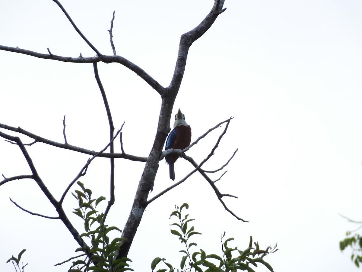 Rufous-bellied Kookaburra - ML622128796
