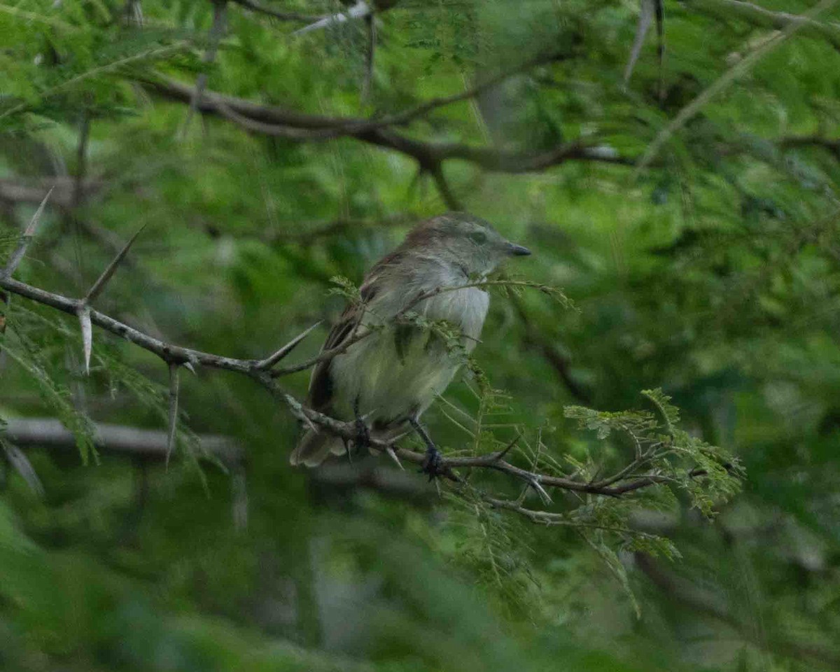 Northern Mouse-colored Tyrannulet - ML622128798