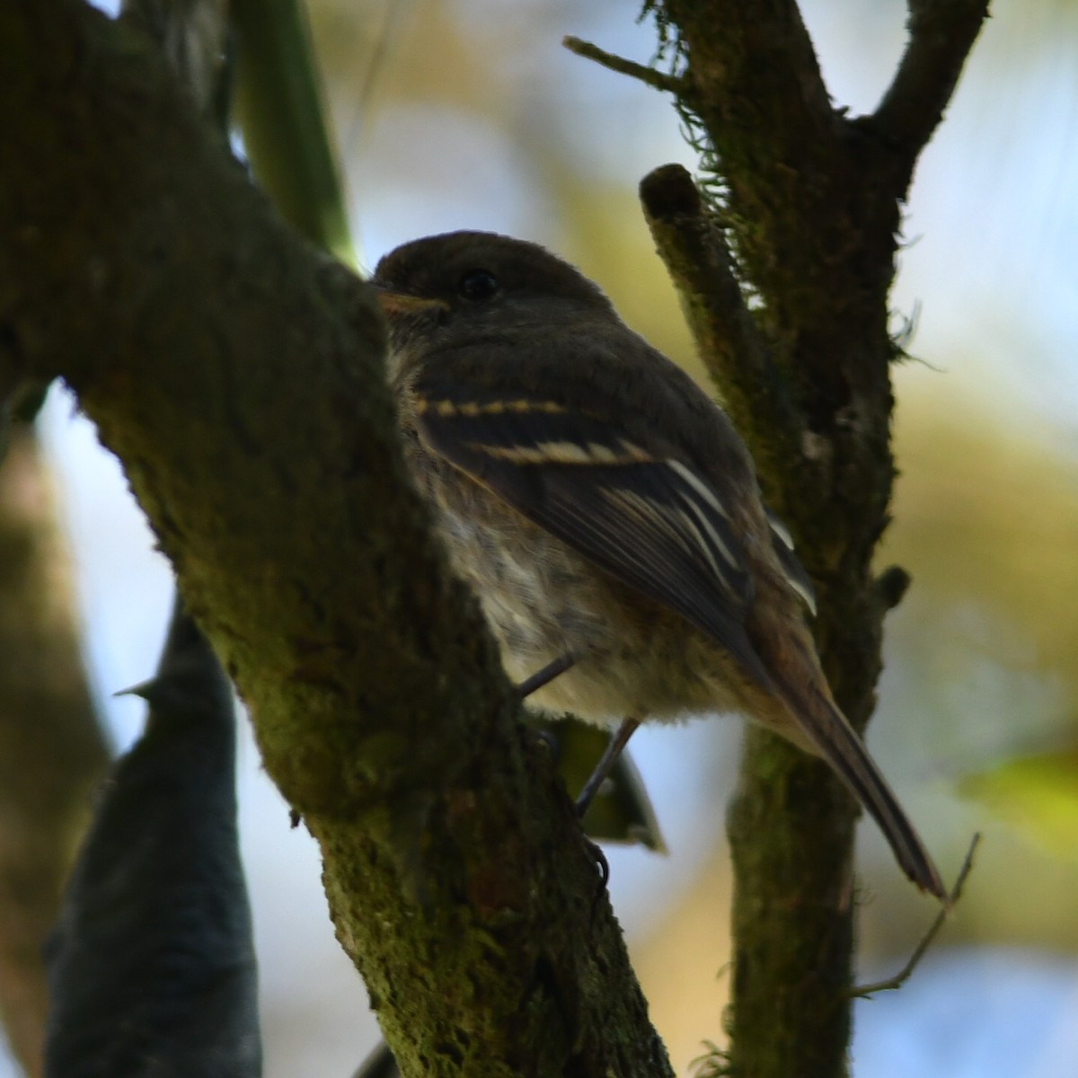 Plumbeous Black-Tyrant - Silvio Manuel Lamothe