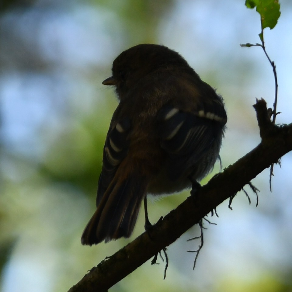 Plumbeous Black-Tyrant - ML622128814