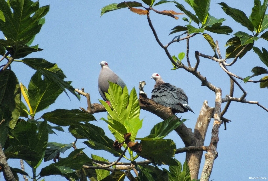 Pinon's Imperial-Pigeon - ML622128816