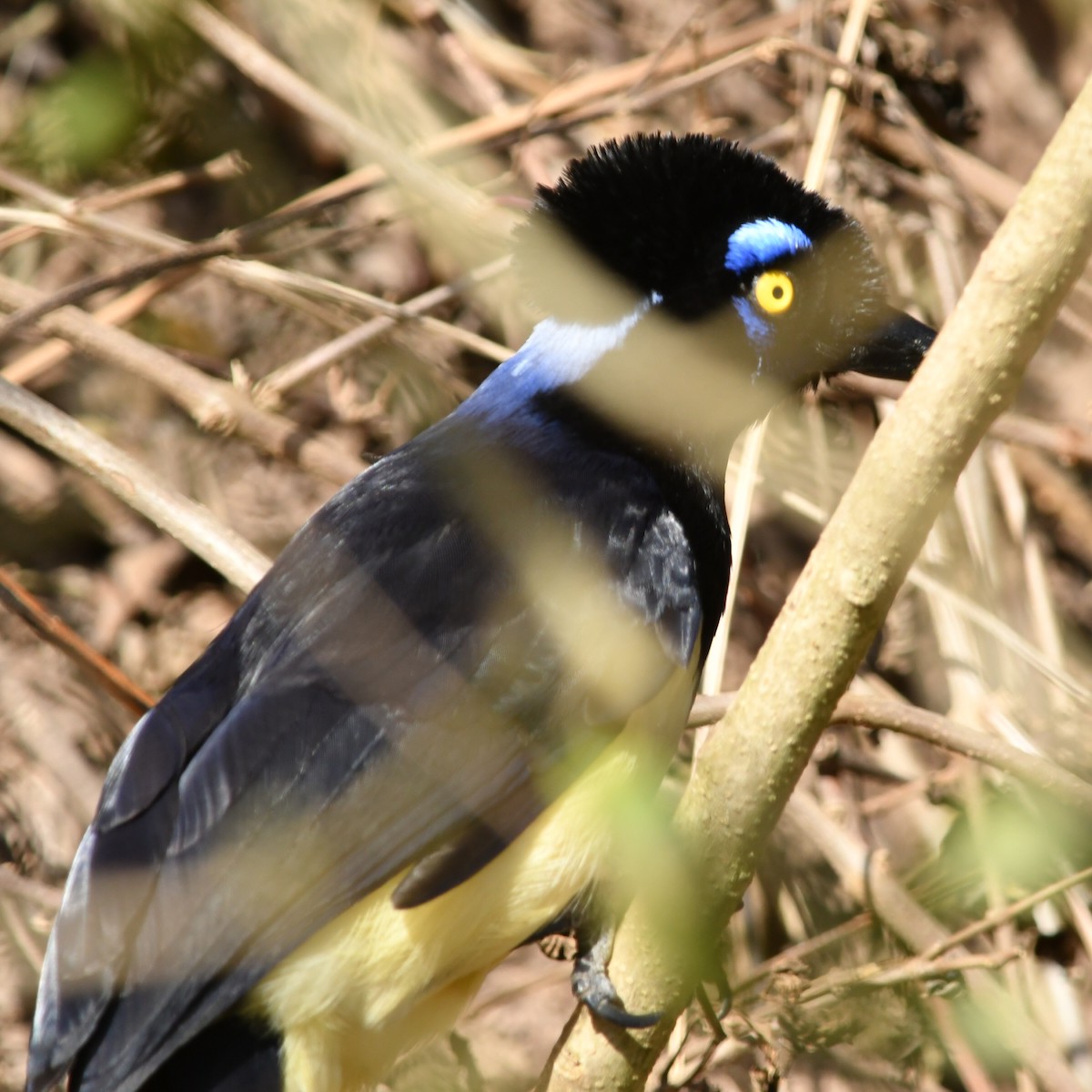 Plush-crested Jay - ML622128836