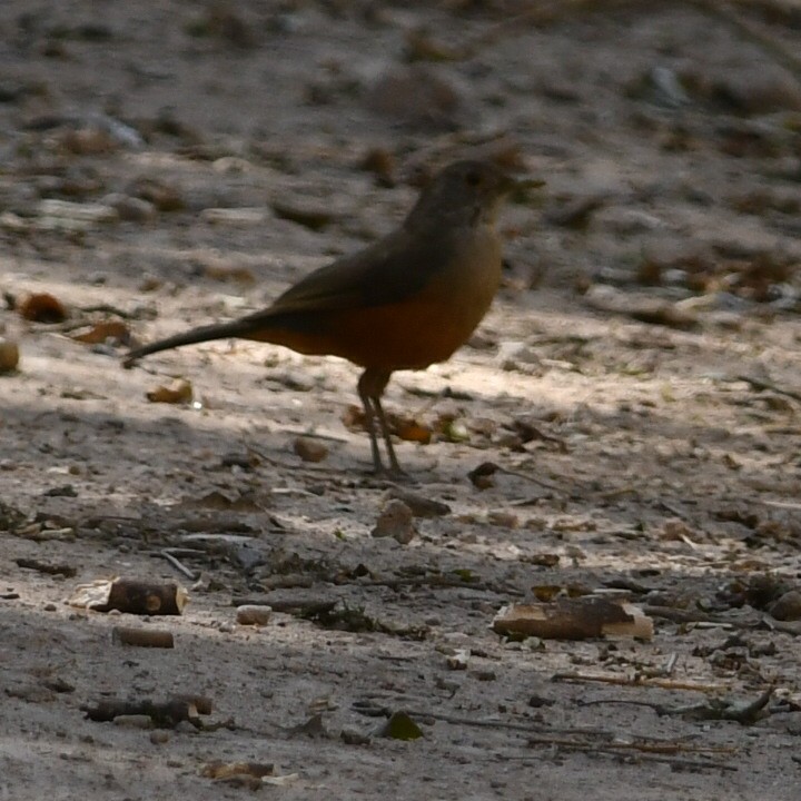 Rufous-bellied Thrush - ML622128847