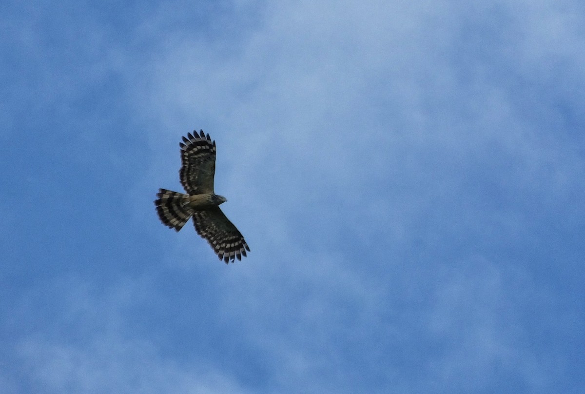 Long-tailed Honey-buzzard - ML622128856