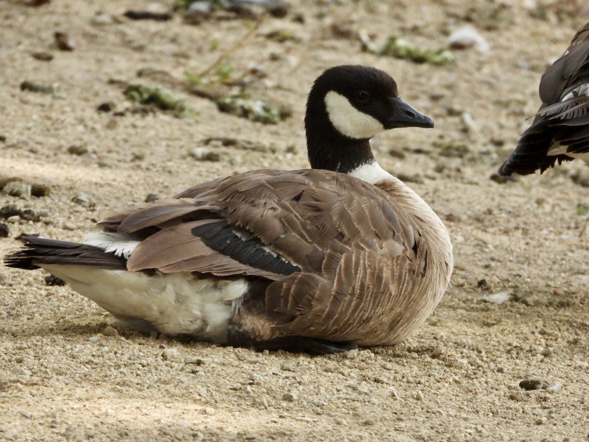 Cackling Goose - ML622128858