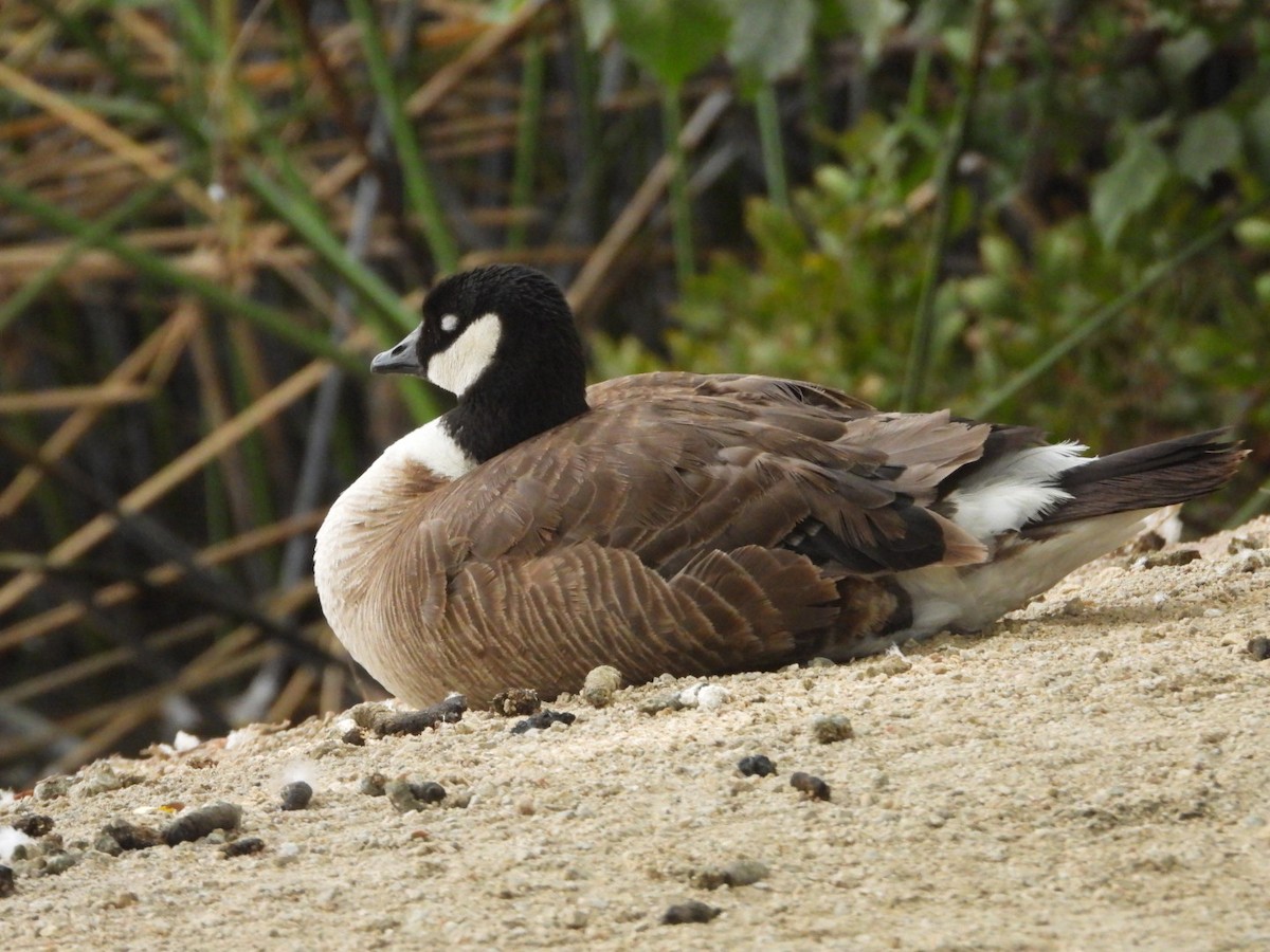 Cackling Goose - Della Bossart