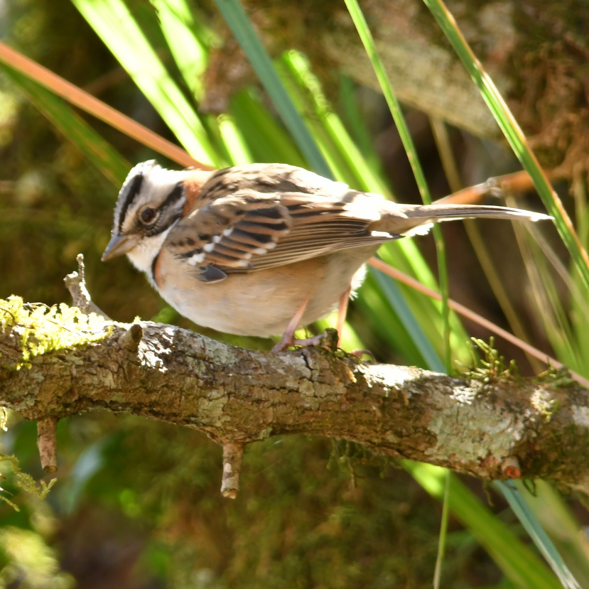 Rufous-collared Sparrow - ML622128869