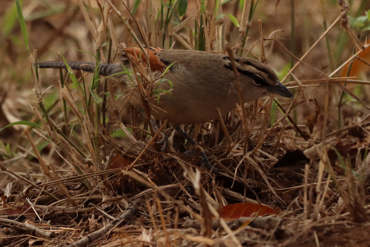 Brown-crowned Tchagra - Oliver Cottis