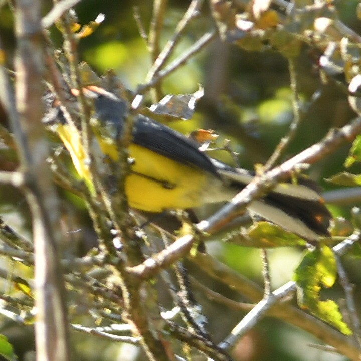 Brown-capped Redstart - ML622128874