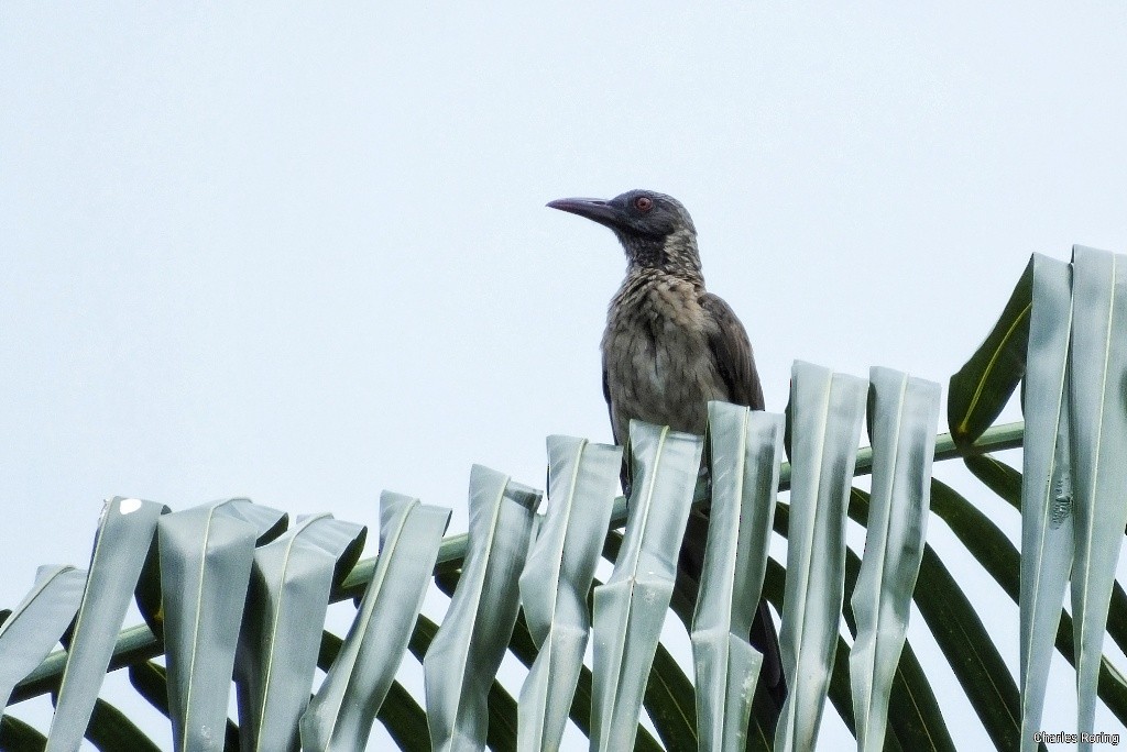 Brown Oriole - ML622128879