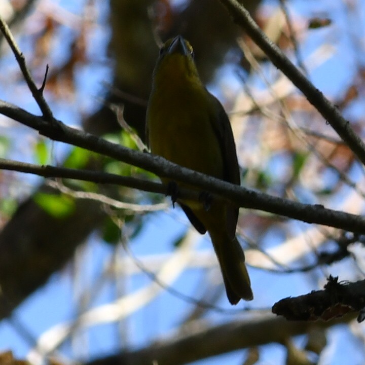 Hepatic Tanager - ML622128894