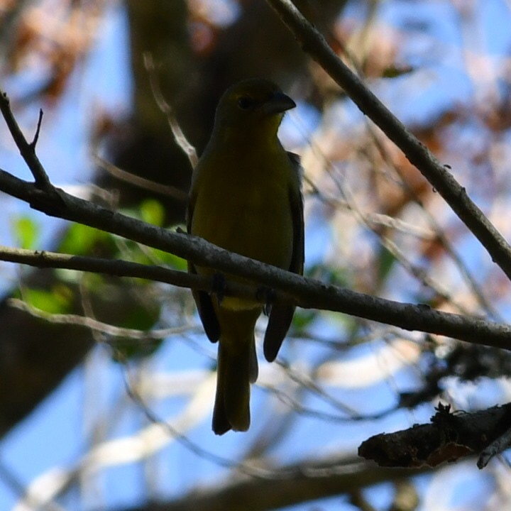 Hepatic Tanager - ML622128904