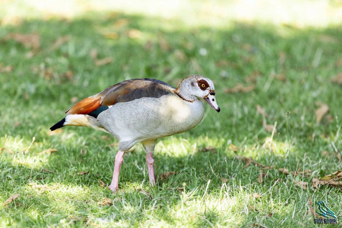 Egyptian Goose - Sunil Singhal