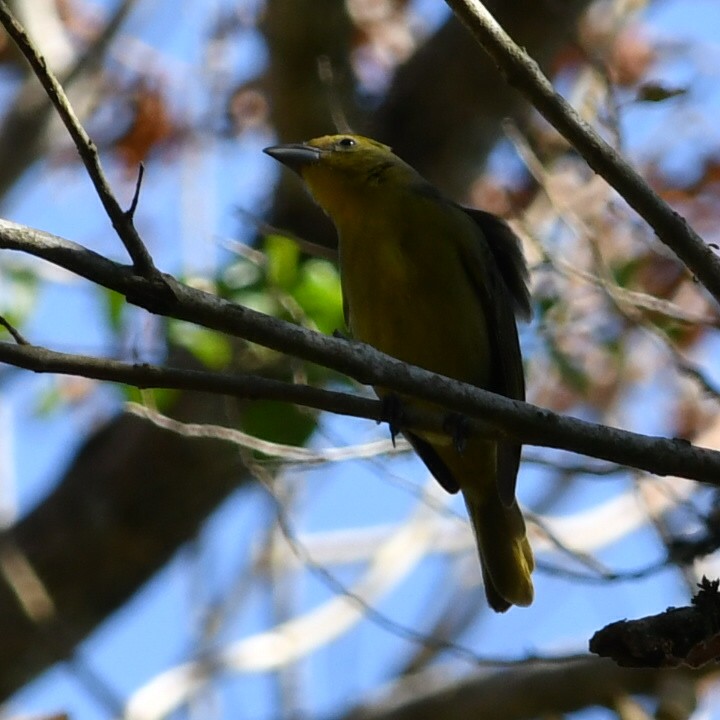 Hepatic Tanager - ML622128913