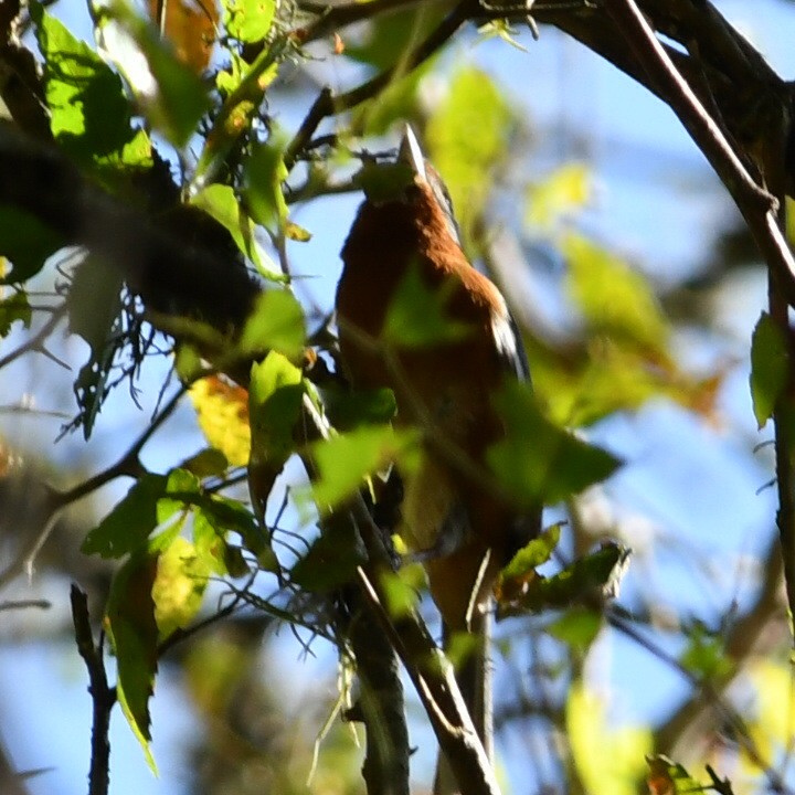 Rusty-browed Warbling Finch - ML622128919