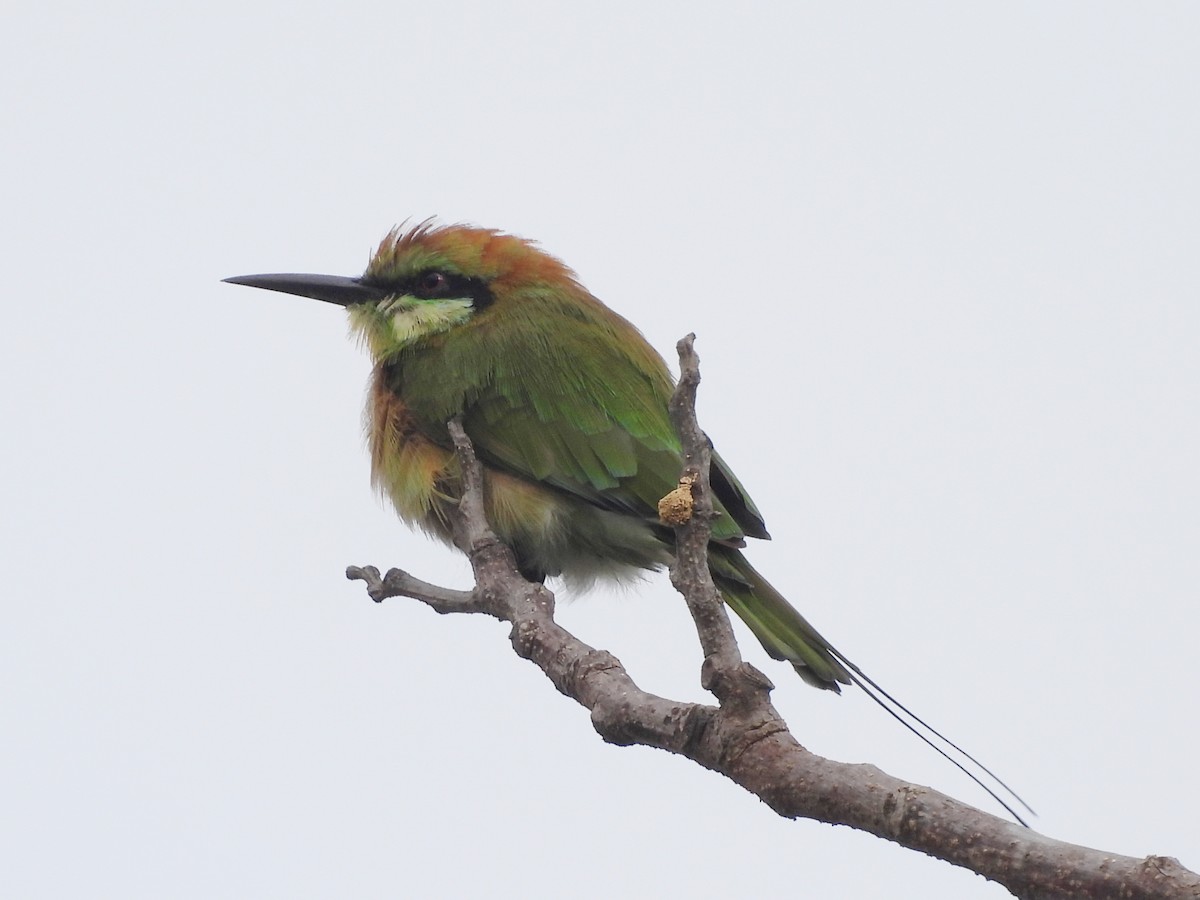 Abejaruco Esmeralda Oriental - ML622128932