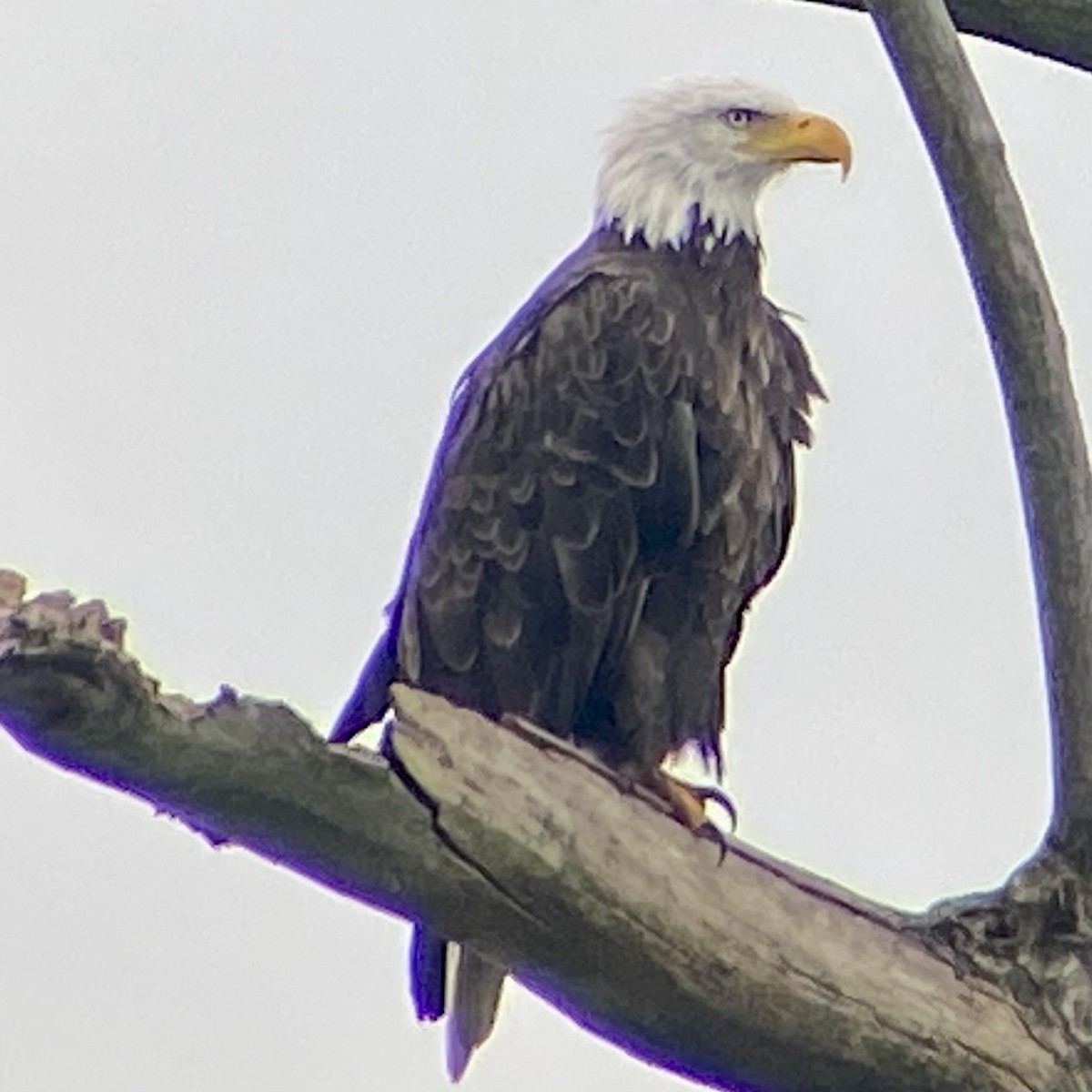 Bald Eagle - ML622128938