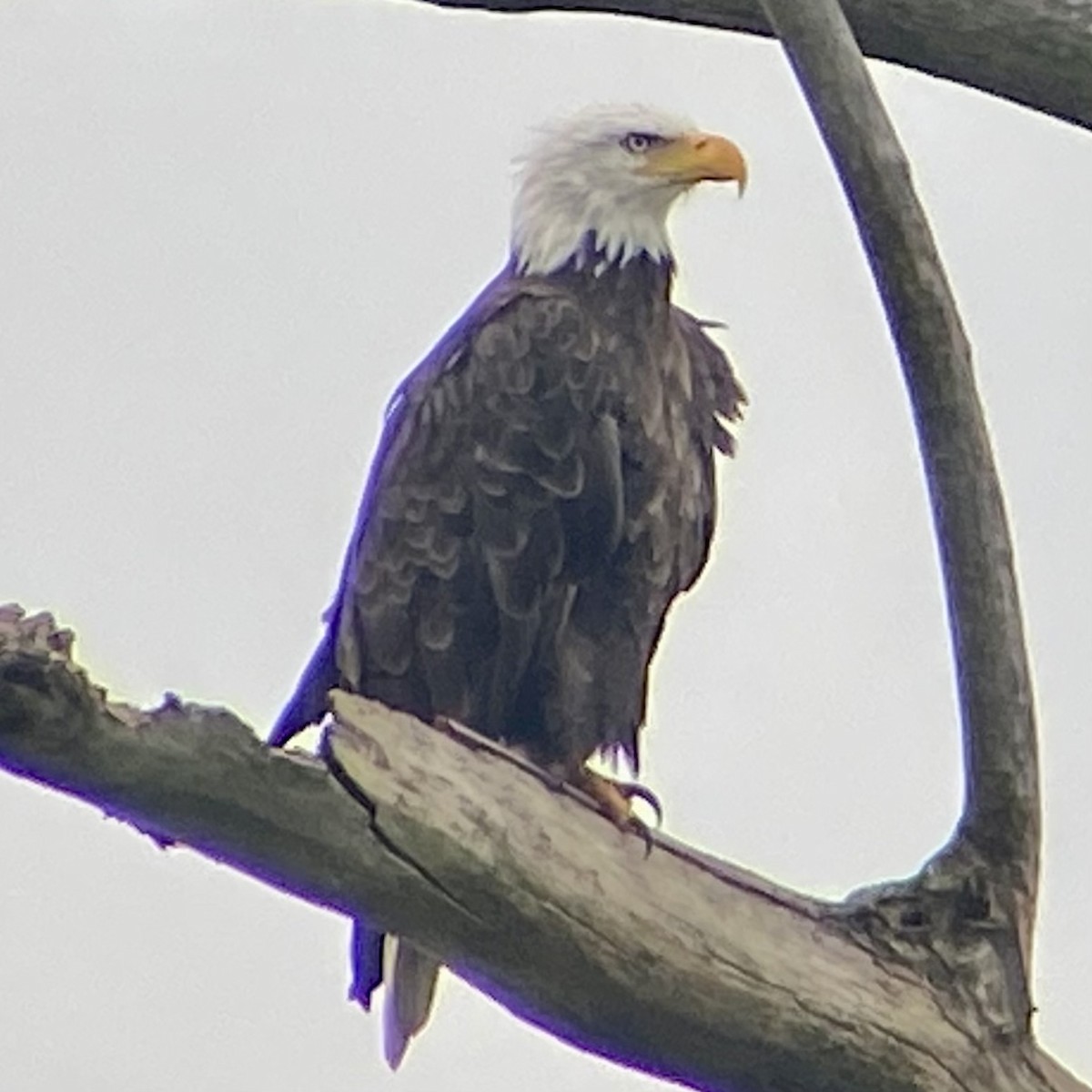 Bald Eagle - ML622128939