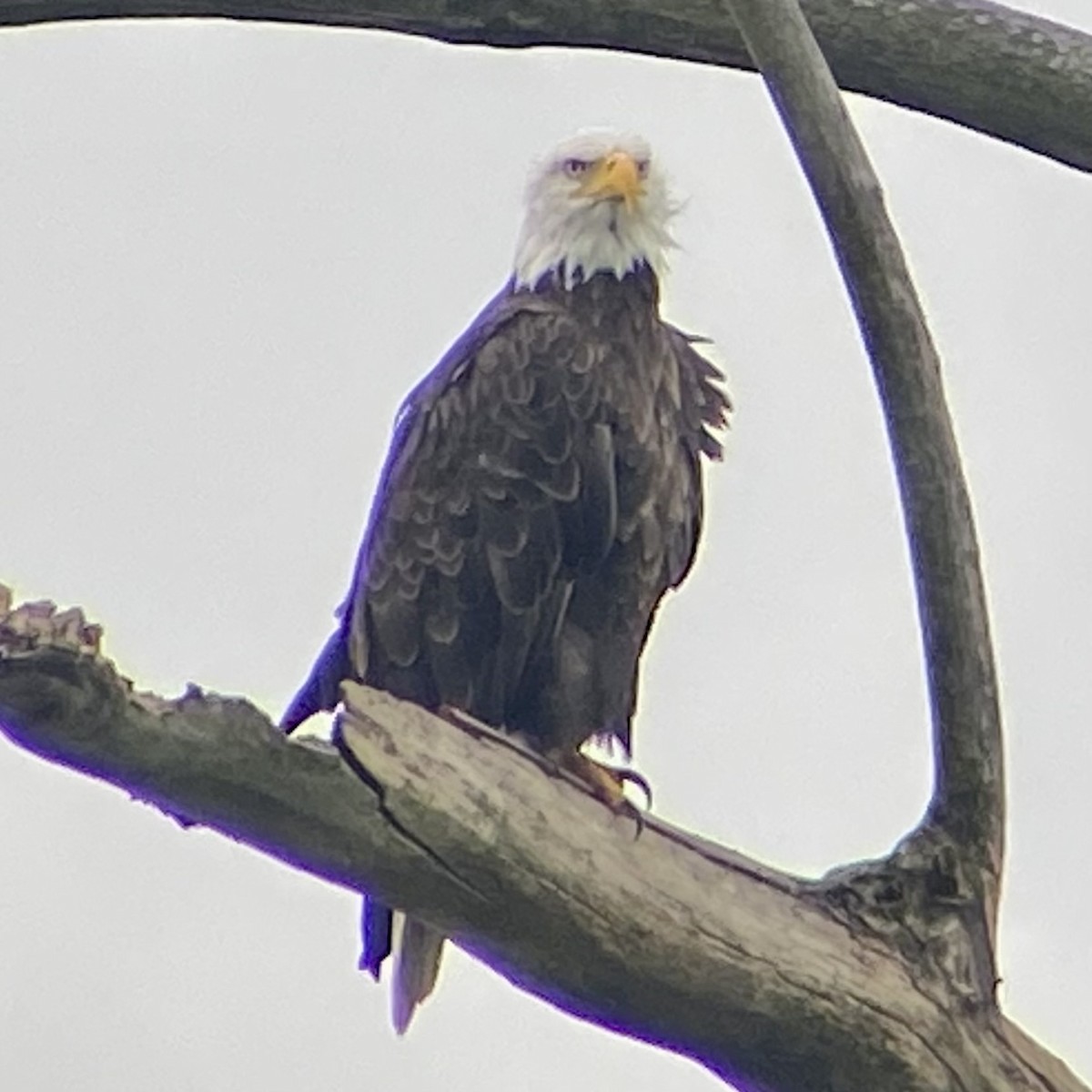 Weißkopf-Seeadler - ML622128940