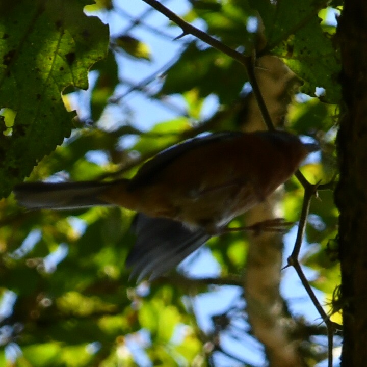 Rusty-browed Warbling Finch - ML622128944