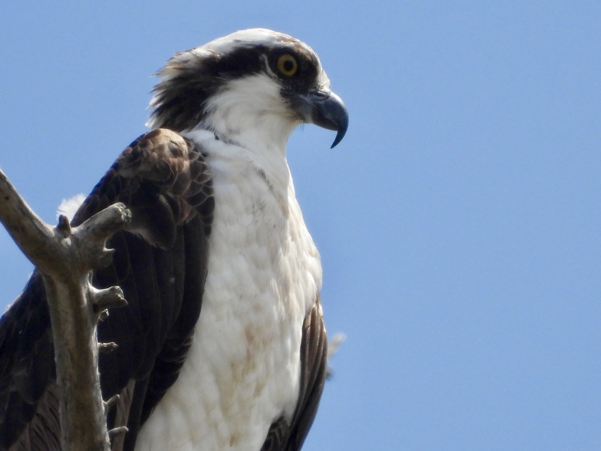 Águila Pescadora - ML622128945